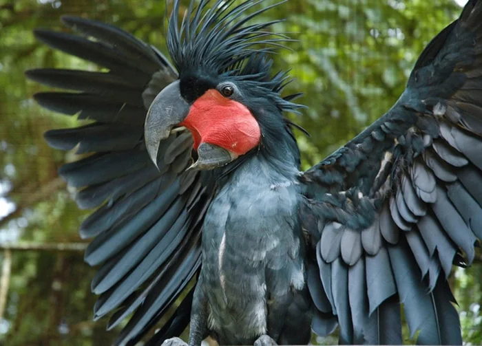 Крутой попугай-рокер: как чёрный какаду стал музыкальным гением