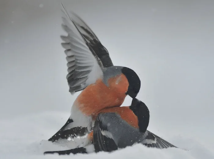 Снегири: ловушка в мире подарков. Важно быть внимательными при выборе открыток с этими птицами