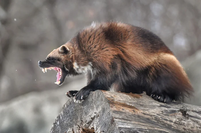 Неукротимый берсеркер тайги: история росомахи, способной атаковать рысь и вытеснять медведя от своей добычи