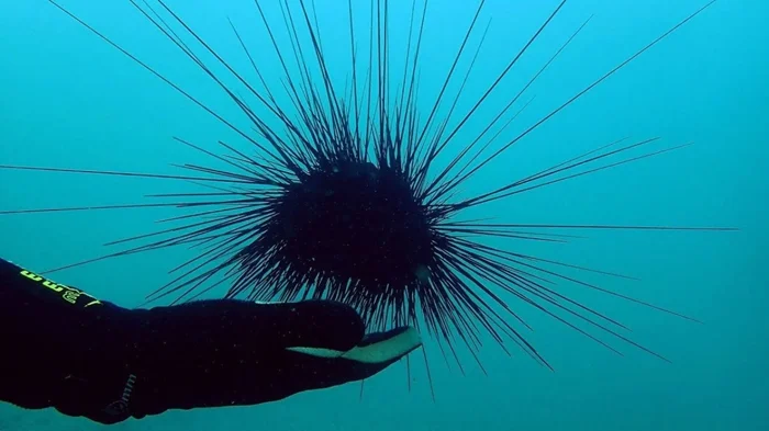 Жуткий кошмар под водой: морская ёж-диадема и ее ядовитые иглы