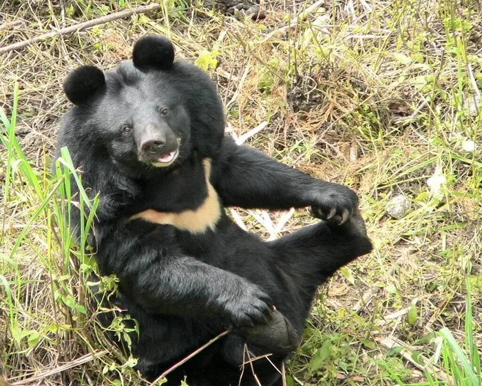 Тайна горных лесов: гималайский медведь, создатель мифа о существе, которое строит берлоги на деревьях