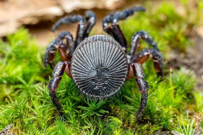 Броня от природы: Циклокосмия — паук, обладающий защитой, достойной печати Бога