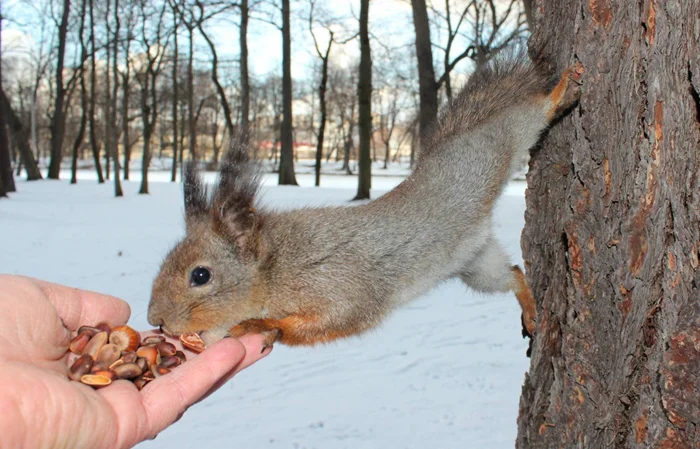 Темные тайны леса: обыкновенные белки и их необычная связь с насилием из-за бесконечного голода