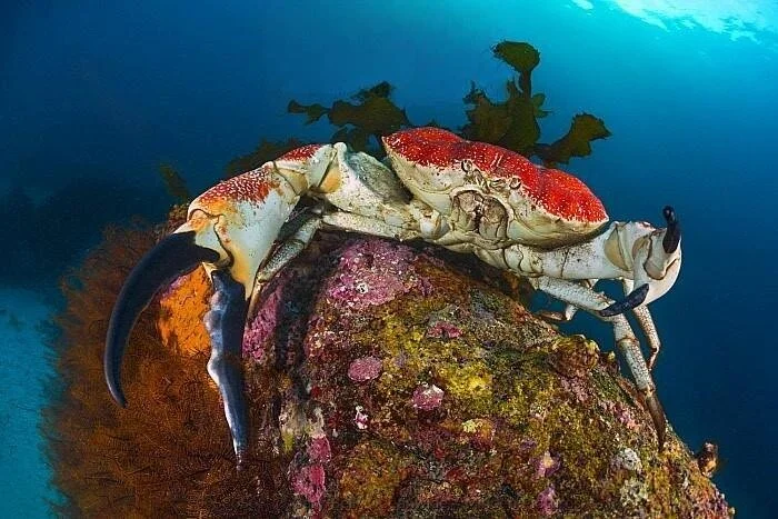 Тайны океана: гигантский тасманийский краб, титан среди диких крабов, весом в 17 кг