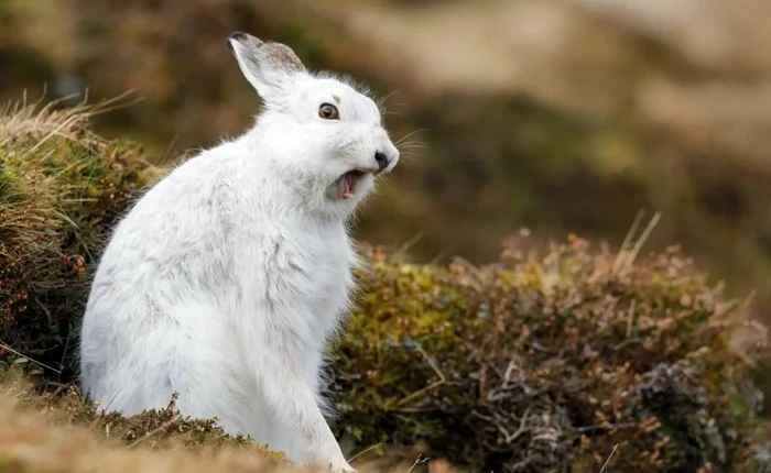Скрытный стратег: удивительные особенности зайца-беляка и его отношения с хищниками