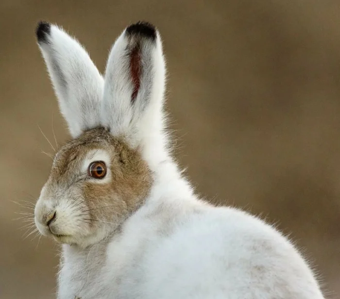 Скрытный стратег: удивительные особенности зайца-беляка и его отношения с хищниками