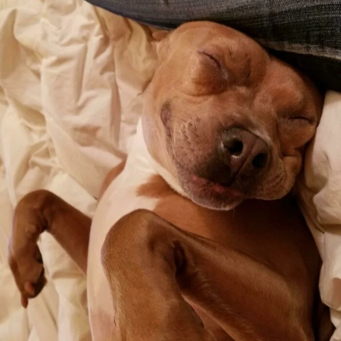 Сонные обители: 30 умиротворяющих спящих животных, способных подарить чувство покоя