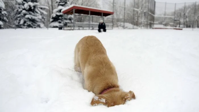 Приключение собак в сугробах