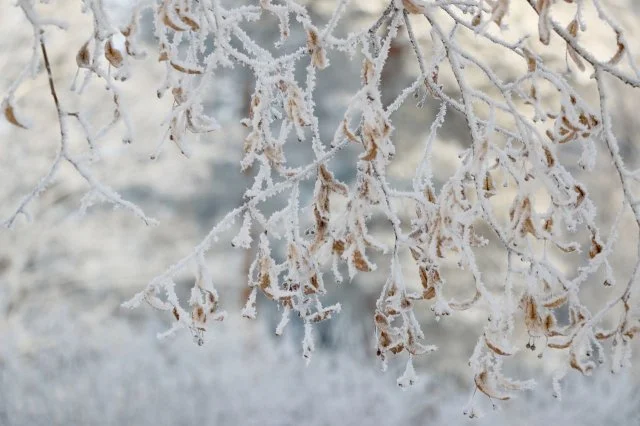 Зимняя сказка в Павловске: музей-заповедник во всей своей красе под снегом
