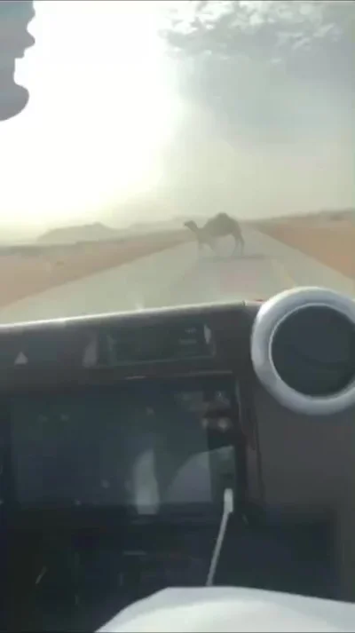 Вариант: Как убрать верблюда с дороги⁠⁠