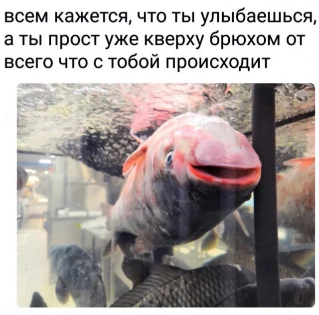 Картинки (11.01.24)