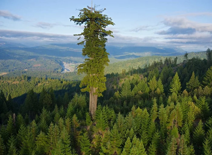 Секреты старожилов: интересные факты о 800-летнем Гиперионе, самом высоком дереве в мире.
