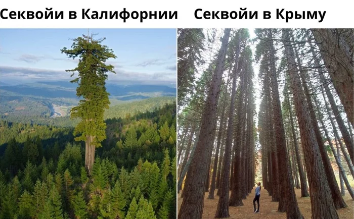 Эксперимент с секвойями в Крыму: как завершилась попытка вырастить самое высокое дерево в мире в России