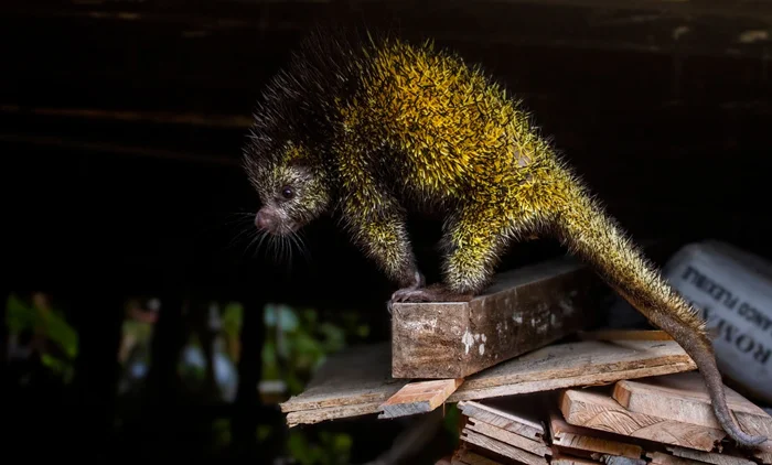Пикачу в мире животных: история двухцветного дикобраза и его загадочной реальности