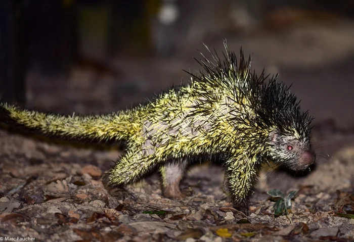 Пикачу в мире животных: история двухцветного дикобраза и его загадочной реальности