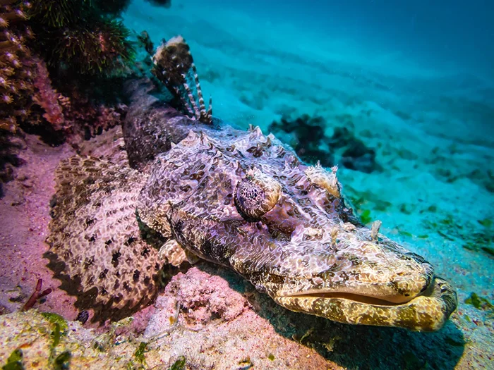 Тайны океана: рыба-крокодил, чудовище, рожденное отсутствием крокодилов и своей токсичностью
