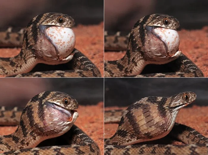 Необычный прием питания: яичная змея и ее экстремальные методы поедания любимой пищи