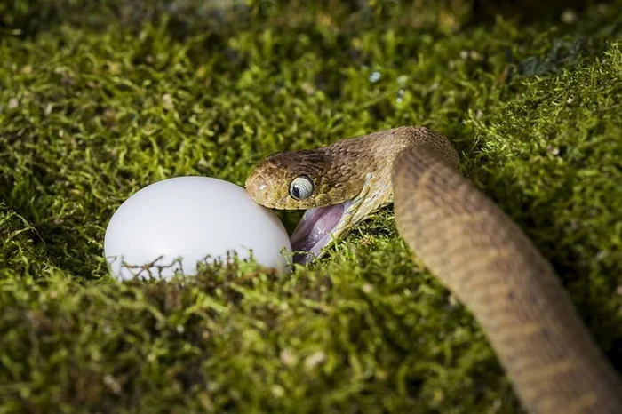 Необычный прием питания: яичная змея и ее экстремальные методы поедания любимой пищи