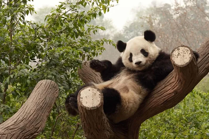 Миф или реальность: почему панды выглядят милыми и беззащитными