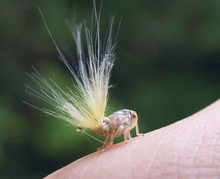 От нимфы до имаго: разгадываем тайны стадий развития насекомых