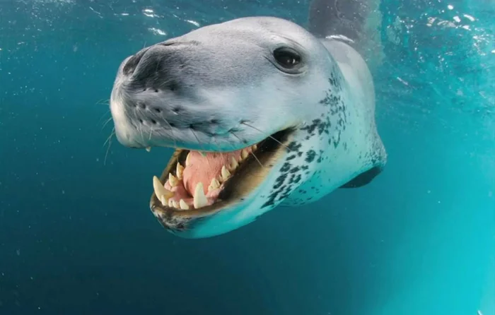 Игры характера: морские леопарды – то милашки, то кровожадные тираны