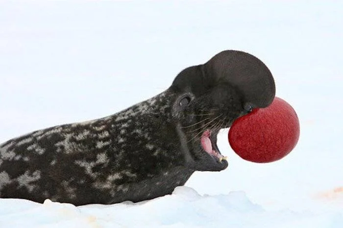 Экстремальный тюлень: Хохлач и его необычные трюки с надуванием головы
