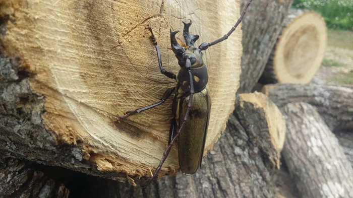Лесной великан: Знакомство с реликтовым дровосеком