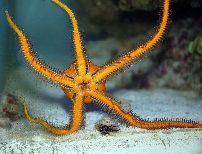Сокровище океана: тайны офиуры – таинственного существа с тысячью рук, обитающего в глубинах