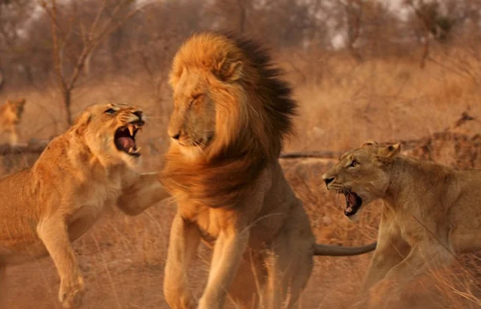 Смена власти в прайде: почему львицы решают изгнать львов – революция среди высших хищников