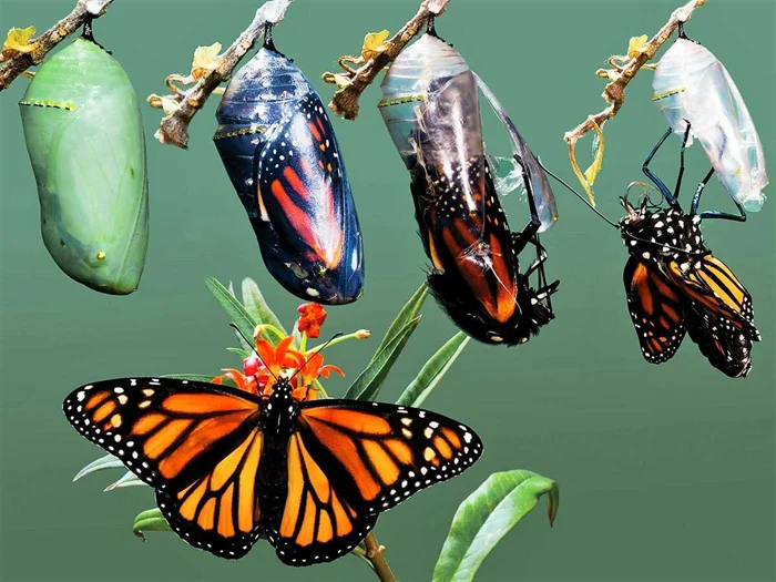 Тайны превращения: что происходит внутри куколки бабочки?