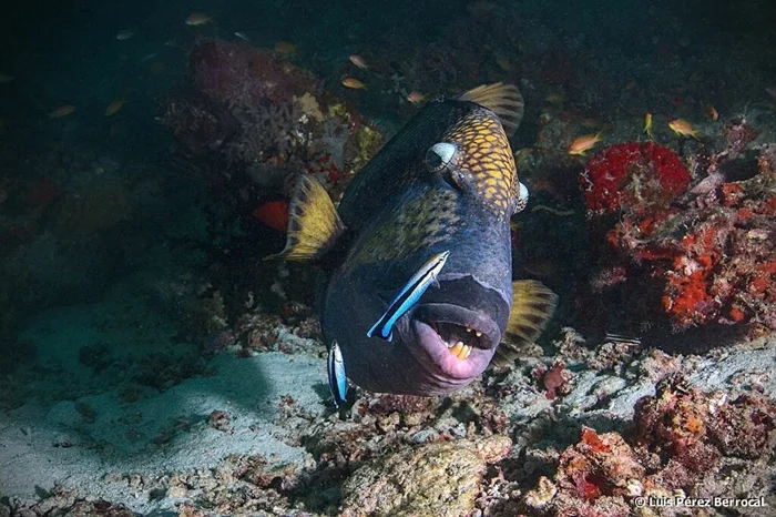 Тайны морских глубин: загадка спинорога и его уникального «человеческого рта»