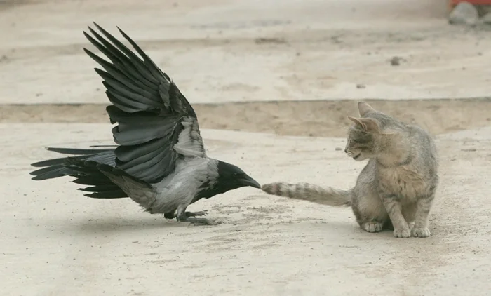 Вороны-тролли: исследование странного поведения ворон, когда они дразнят других животных