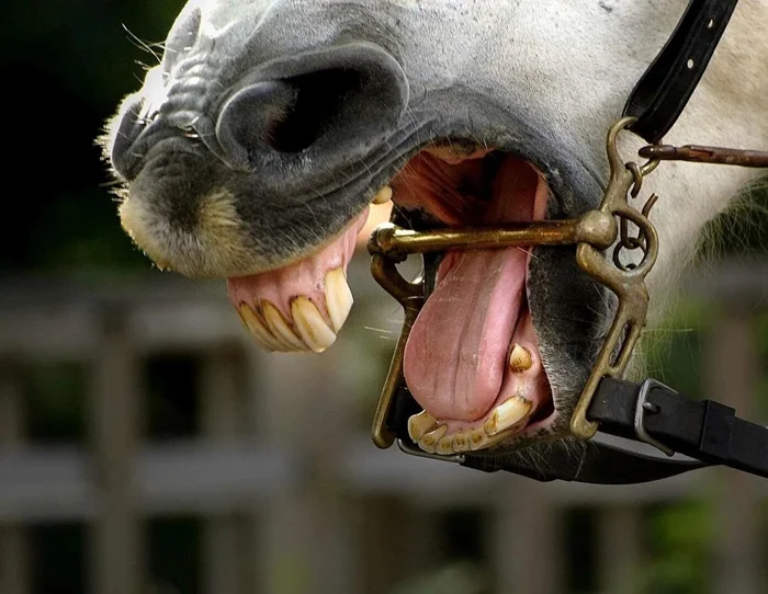 Ощущают ли лошади боль от удила в рту?