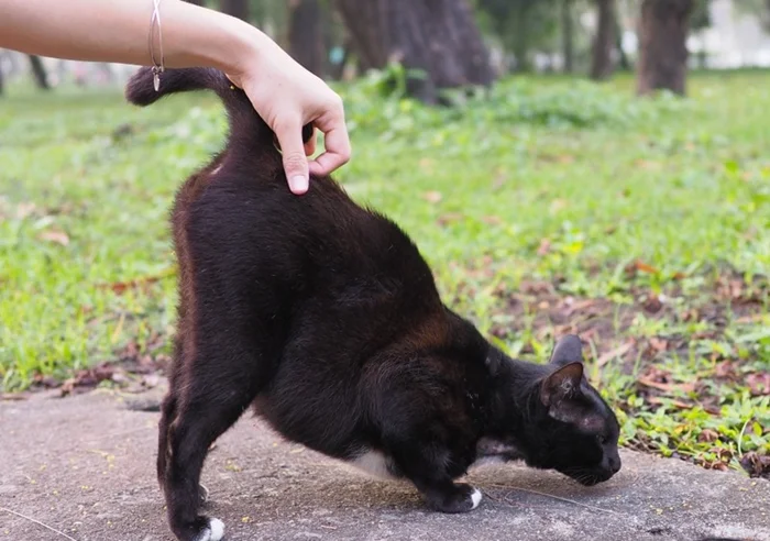 Гладь сзади: научные объяснения тому, почему кошки так любят ласки с задней стороны