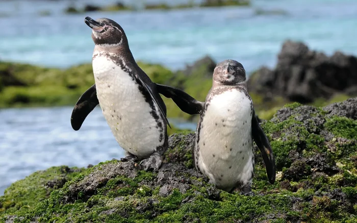 Неудачный переезд: исследование по переселению пингвинов на Северный полюс