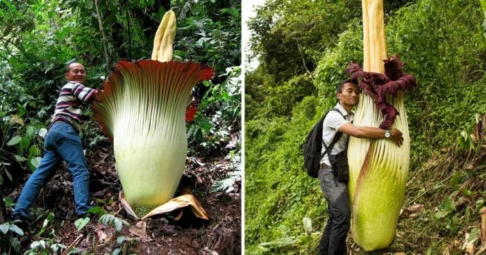 Великаны растительного мира: 12 поразительных растений, покоривших своими гигантскими размерами