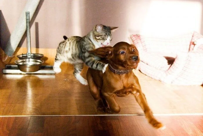 Дружеские игры зверюшек