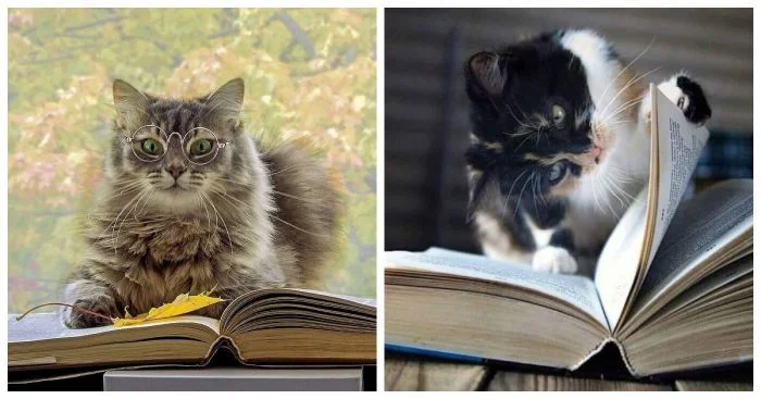 Оказывается котики тоже любят почитать