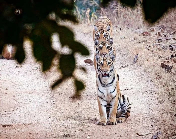 На общую тему