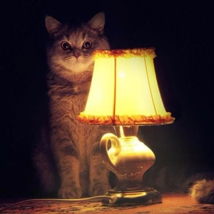 Ламповые котэ