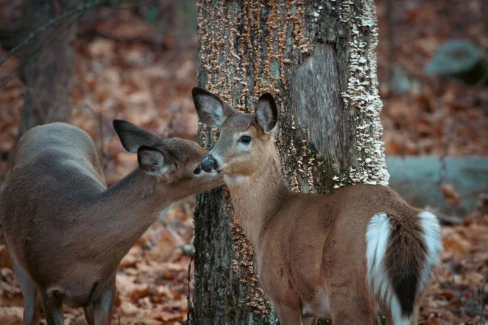 На общую тему