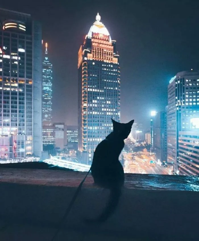 Улицы в огне: кошки в мире большого города