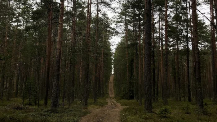 Тайны леса: Загадки заброшенного полигона высоковольтных тестов