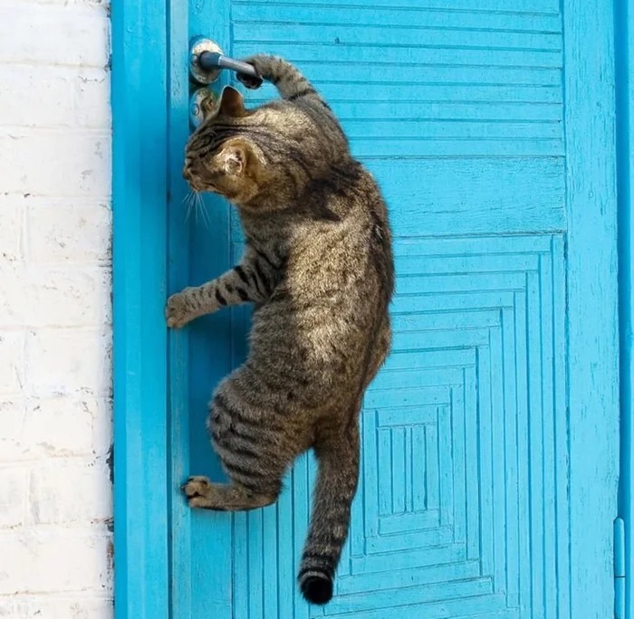 Двери и манипуляции: Почему коты просят открыть дверь, но не заходят в неё, и стоит ли поддаваться этой манипуляции