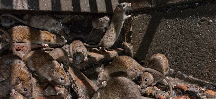 Грызуны в городе: Крысиный апокалипсис в Нью-Йорке и нападение полчищ грызунов на Америку