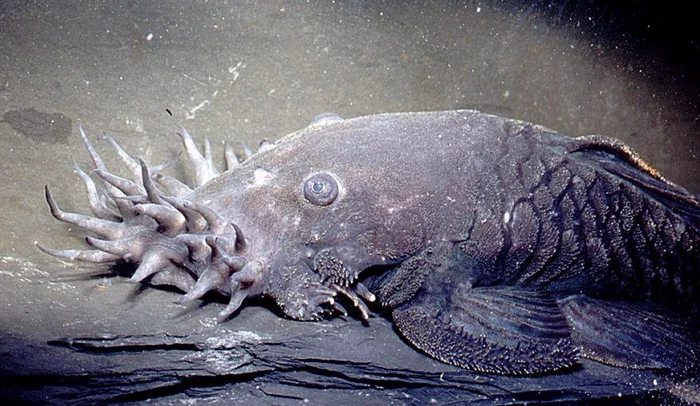 Ктулху в океане: Рыба-анциструс и ее мистический облик с лесом щупалец