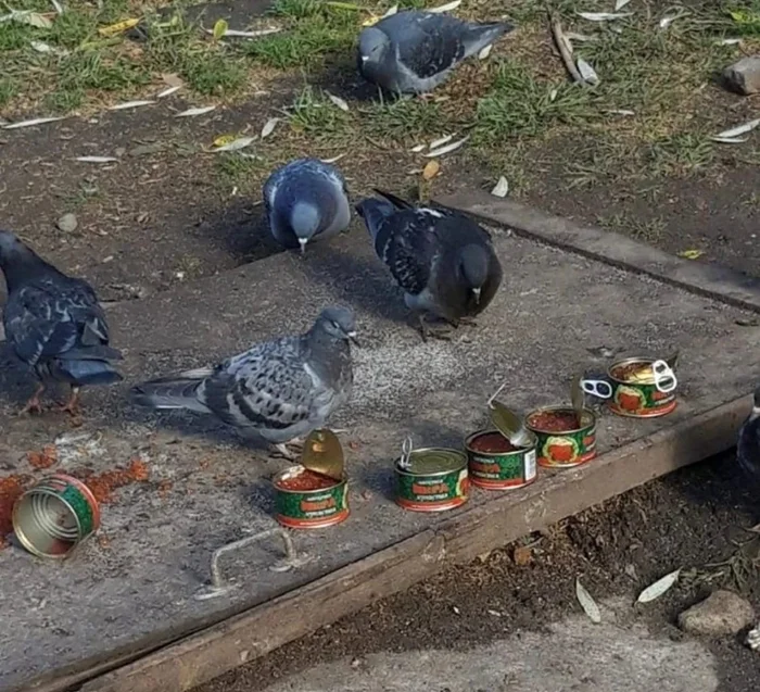 Мясной поворот: почему городские голуби предпочитают мясо, несмотря на свой природный рацион?