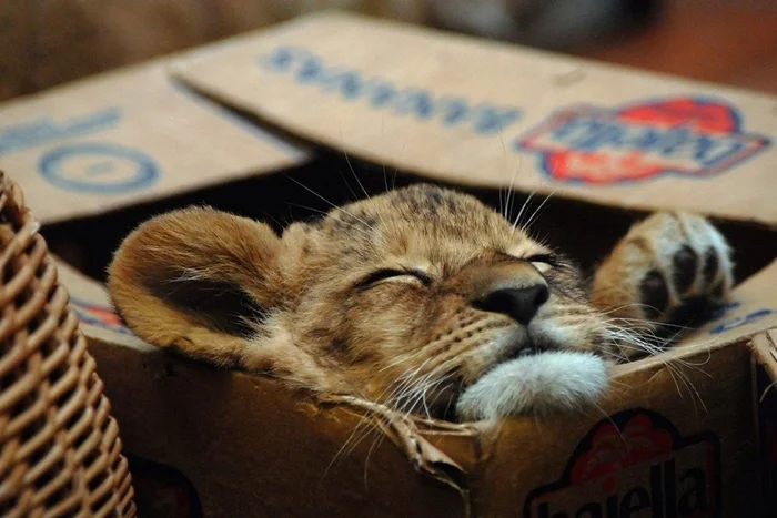 Загадка коробок: почему коты не просто любят, а нуждаются в них!