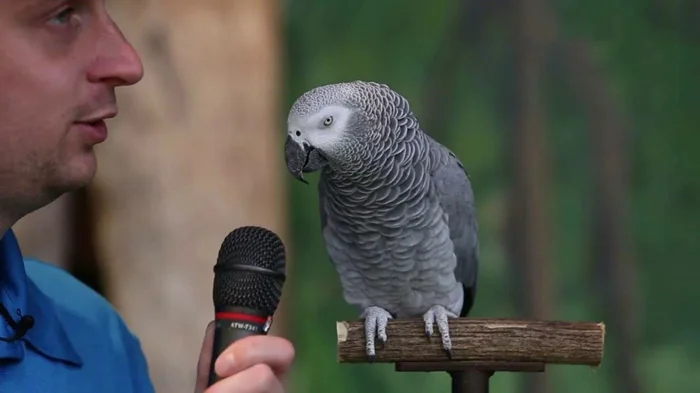 Скандал в зоопарке: попугай научил своих собратьев нецензурной брани