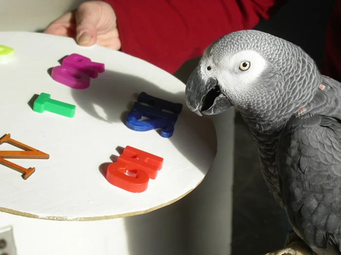 Скандал в зоопарке: попугай научил своих собратьев нецензурной брани